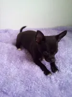 Camille, a female Chihuahua for sale in Mayslick, KY – 4 of 9