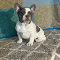 AKC Flynn, a male French Bulldog for sale in Mayslick, KY – Photo 1 of 10
