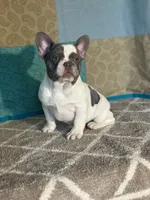 AKC Flynn, a male French Bulldog for sale in Mayslick, KY – Photo 1 of 10