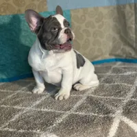 AKC Flynn, a male French Bulldog for sale in Mayslick, KY – Photo 3 of 10