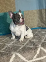 AKC Flynn, a male French Bulldog for sale in Mayslick, KY – Photo 2 of 10