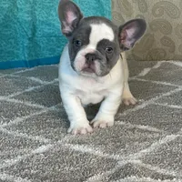 AKC Flynn, a male French Bulldog for sale in Mayslick, KY – Photo 7 of 10