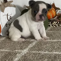AKC Flynn, a male French Bulldog for sale in Mayslick, KY – Photo 8 of 10