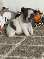 AKC Flynn, a male French Bulldog for sale in Mayslick, KY – Photo 8 of 10