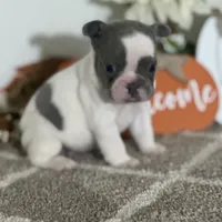 AKC Flynn, a male French Bulldog for sale in Mayslick, KY – Photo 10 of 10