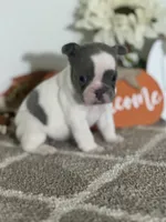 AKC Flynn, a male French Bulldog for sale in Mayslick, KY – Photo 10 of 10