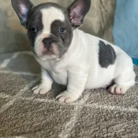 AKC Flynn, a male French Bulldog for sale in Mayslick, KY – Photo 5 of 10