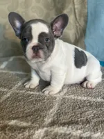 AKC Flynn, a male French Bulldog for sale in Mayslick, KY – Photo 5 of 10