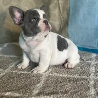 AKC Flynn, a male French Bulldog for sale in Mayslick, KY – Photo 6 of 10