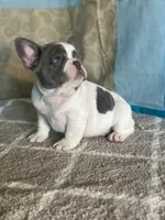 AKC Flynn, a male French Bulldog for sale in Mayslick, KY – Photo 6 of 10