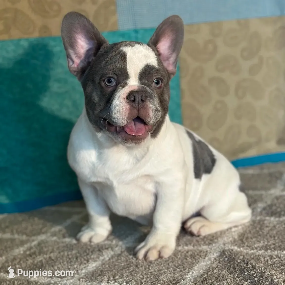 AKC Flynn, a male French Bulldog for sale in Mayslick, KY – Photo 4 of 10