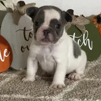 AKC Flynn, a male French Bulldog for sale in Mayslick, KY – Photo 9 of 10