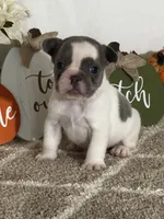 AKC Flynn, a male French Bulldog for sale in Mayslick, KY – Photo 9 of 10
