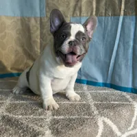 AKC Flynn, a male French Bulldog for sale in Mayslick, KY – Photo 4 of 10