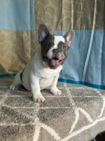 AKC Flynn, a male French Bulldog for sale in Mayslick, KY – Photo 3 of 10
