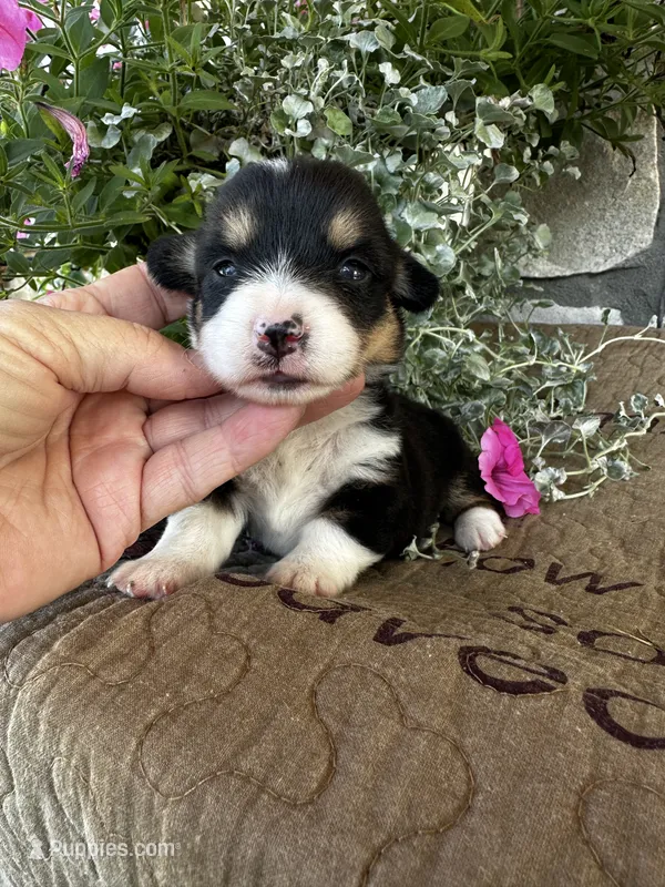 AKC Paisley – Pembroke Welsh Corgi puppy for sale in Mayslick, KY