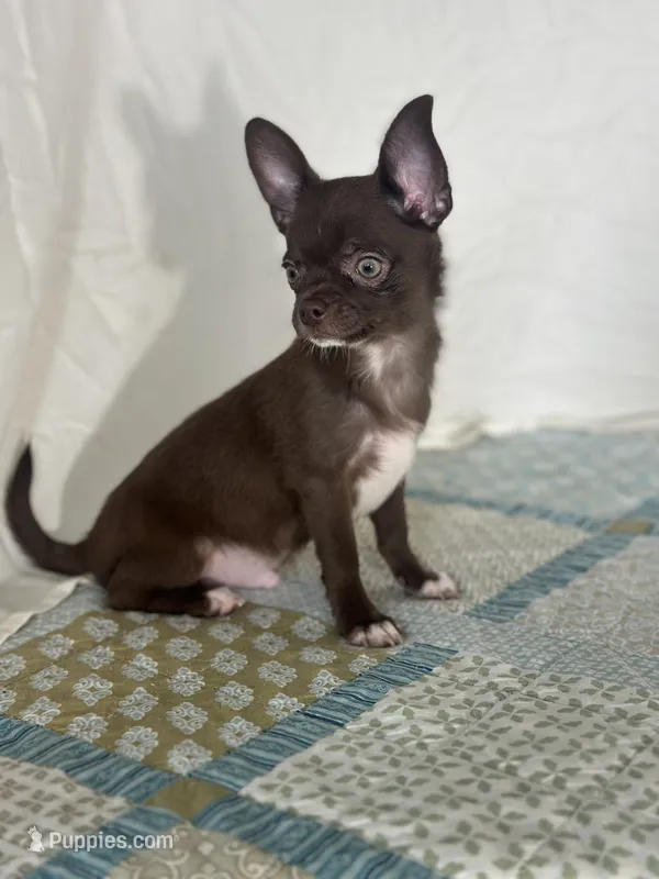 AKC Corbin – Chihuahua puppy for sale in Mayslick, KY