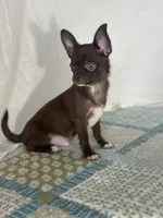 AKC Corbin, a male Chihuahua for sale in Mayslick, KY – 2 of 10