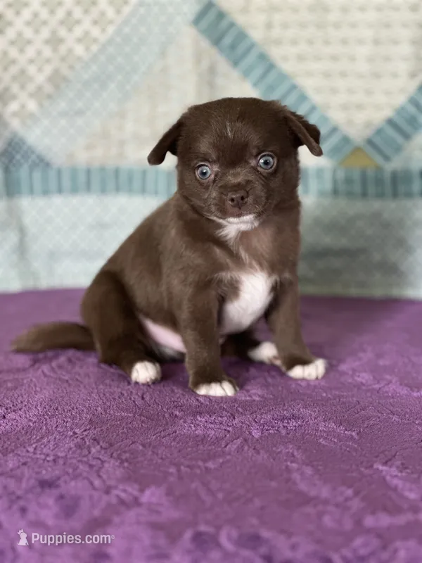 AKC Corbin – Chihuahua puppy for sale in Mayslick, KY