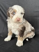 Boomer, a male Miniature Bernedoodle for sale in Mayslick, KY – 1 of 10