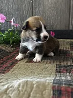 Precious, a female Pembroke Welsh Corgi for sale in Mayslick, KY – 5 of 7