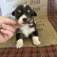 AKC Pippa, a female Pembroke Welsh Corgi for sale in Mayslick, KY – Photo 6 of 10