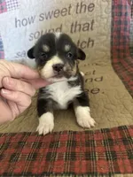 AKC Pippa, a female Pembroke Welsh Corgi for sale in Mayslick, KY – Photo 6 of 10