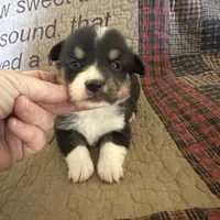 AKC Pippa, a female Pembroke Welsh Corgi for sale in Mayslick, KY – Photo 9 of 10