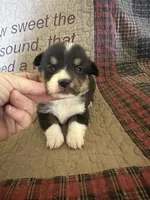 AKC Pippa, a female Pembroke Welsh Corgi for sale in Mayslick, KY – Photo 9 of 10