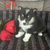 AKC Pippa, a female Pembroke Welsh Corgi for sale in Mayslick, KY – Photo 3 of 10