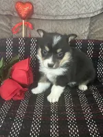 AKC Pippa, a female Pembroke Welsh Corgi for sale in Mayslick, KY – Photo 2 of 10