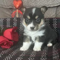 AKC Pippa, a female Pembroke Welsh Corgi for sale in Mayslick, KY – Photo 1 of 10