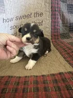 AKC Pippa, a female Pembroke Welsh Corgi for sale in Mayslick, KY – Photo 7 of 10