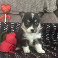 AKC Pippa, a female Pembroke Welsh Corgi for sale in Mayslick, KY – Photo 5 of 10