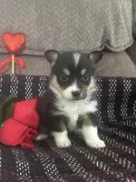 AKC Pippa, a female Pembroke Welsh Corgi for sale in Mayslick, KY – Photo 5 of 10