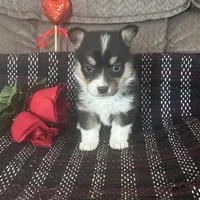 AKC Pippa, a female Pembroke Welsh Corgi for sale in Mayslick, KY – Photo 4 of 10