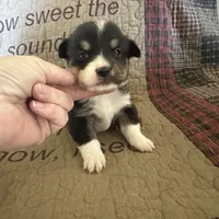 AKC Pippa, a female Pembroke Welsh Corgi for sale in Mayslick, KY – Photo 8 of 10