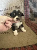 AKC Pippa, a female Pembroke Welsh Corgi for sale in Mayslick, KY – Photo 8 of 10