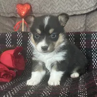 AKC Pippa, a female Pembroke Welsh Corgi for sale in Mayslick, KY – Photo 2 of 10