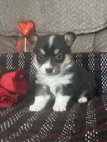 AKC Pippa, a female Pembroke Welsh Corgi for sale in Mayslick, KY – Photo 3 of 10