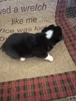 AKC Pippa, a female Pembroke Welsh Corgi for sale in Mayslick, KY – Photo 10 of 10