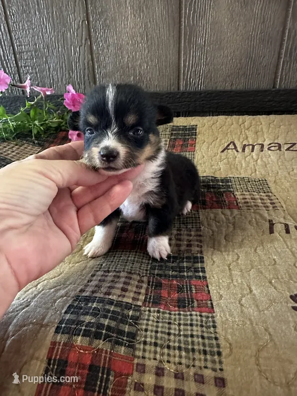 Pogo – Pembroke Welsh Corgi puppy for sale in Mayslick, KY