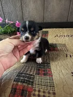 Pogo, a male Pembroke Welsh Corgi for sale in Mayslick, KY – 5 of 5