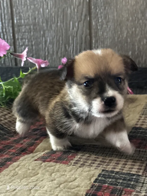 Presley – Pembroke Welsh Corgi puppy for sale in Mayslick, KY