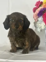 Dasher (long-haired), a male Miniature Dachshund for sale in Mayslick, KY – 3 of 10