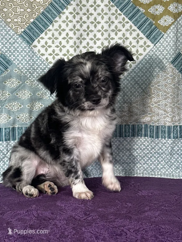 AKC Calvin – Chihuahua puppy for sale in Mayslick, KY