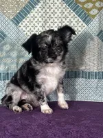 AKC Calvin, a male Chihuahua for sale in Mayslick, KY – 4 of 10