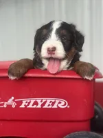 Bria, a female Miniature Bernedoodle for sale in Mayslick, KY – 7 of 10