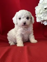 Tanner Poo, a male Poodle - Toy  for sale in Mayslick, KY – Photo 6 of 6