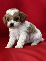 Tucker Poo, a male Poodle - Toy  for sale in Mayslick, KY – Photo 8 of 9